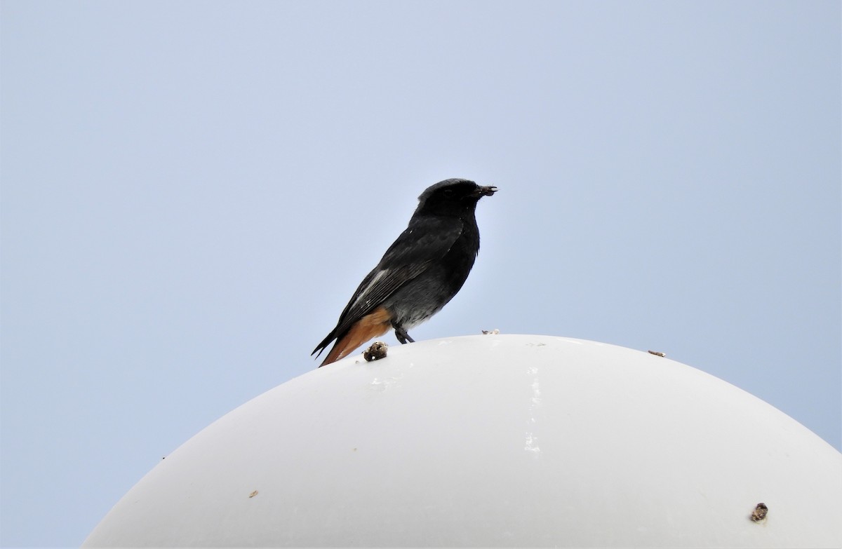 Black Redstart - Pablo Pozo 🦅