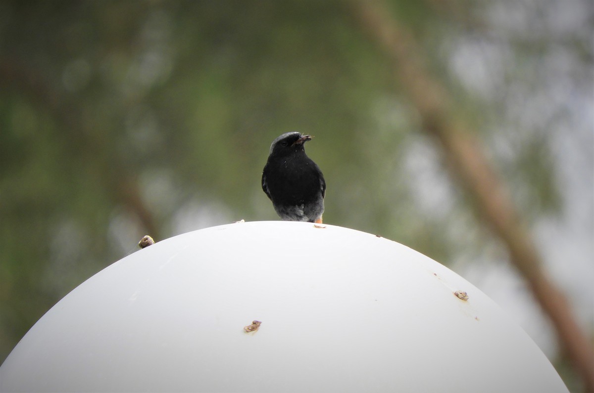 Black Redstart - ML347384131