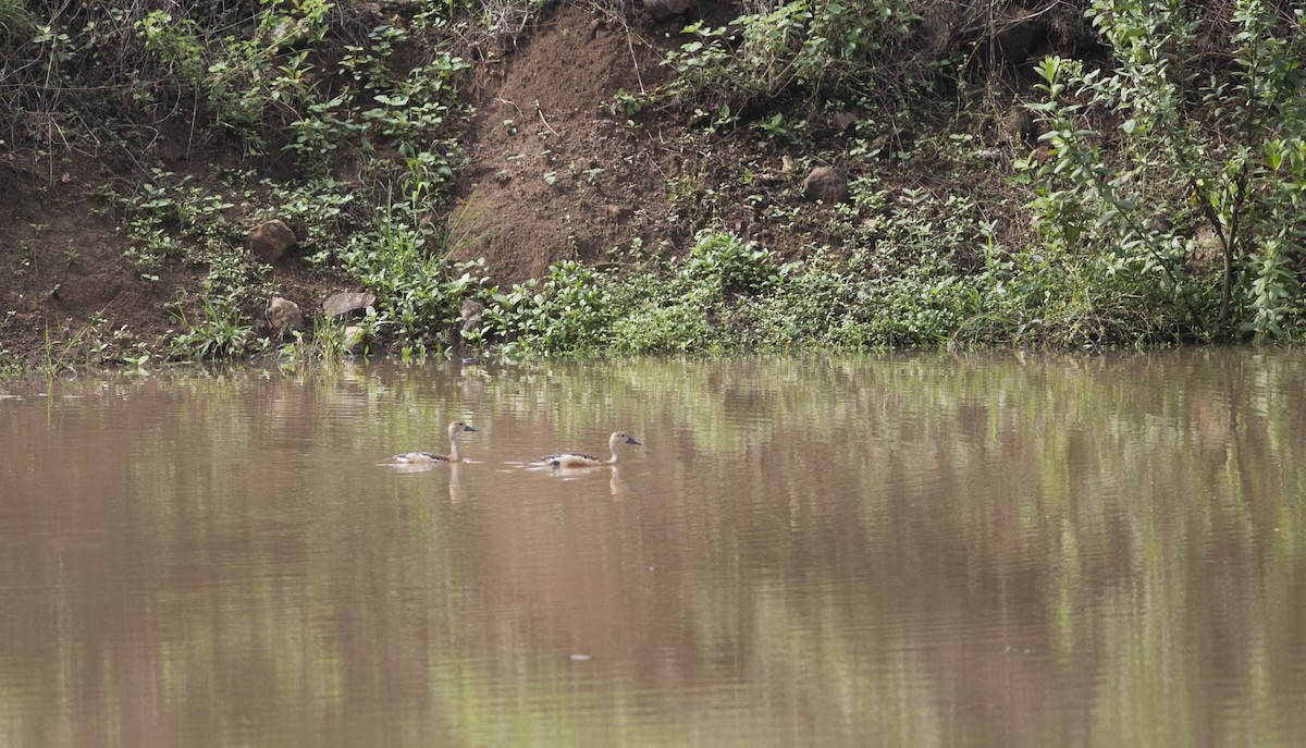 Lesser Whistling-Duck - ML347384361