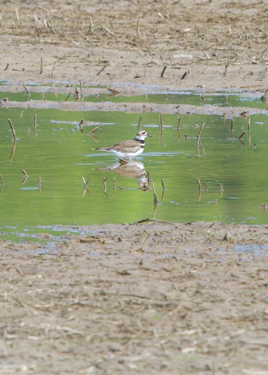 Killdeer - ML347384471