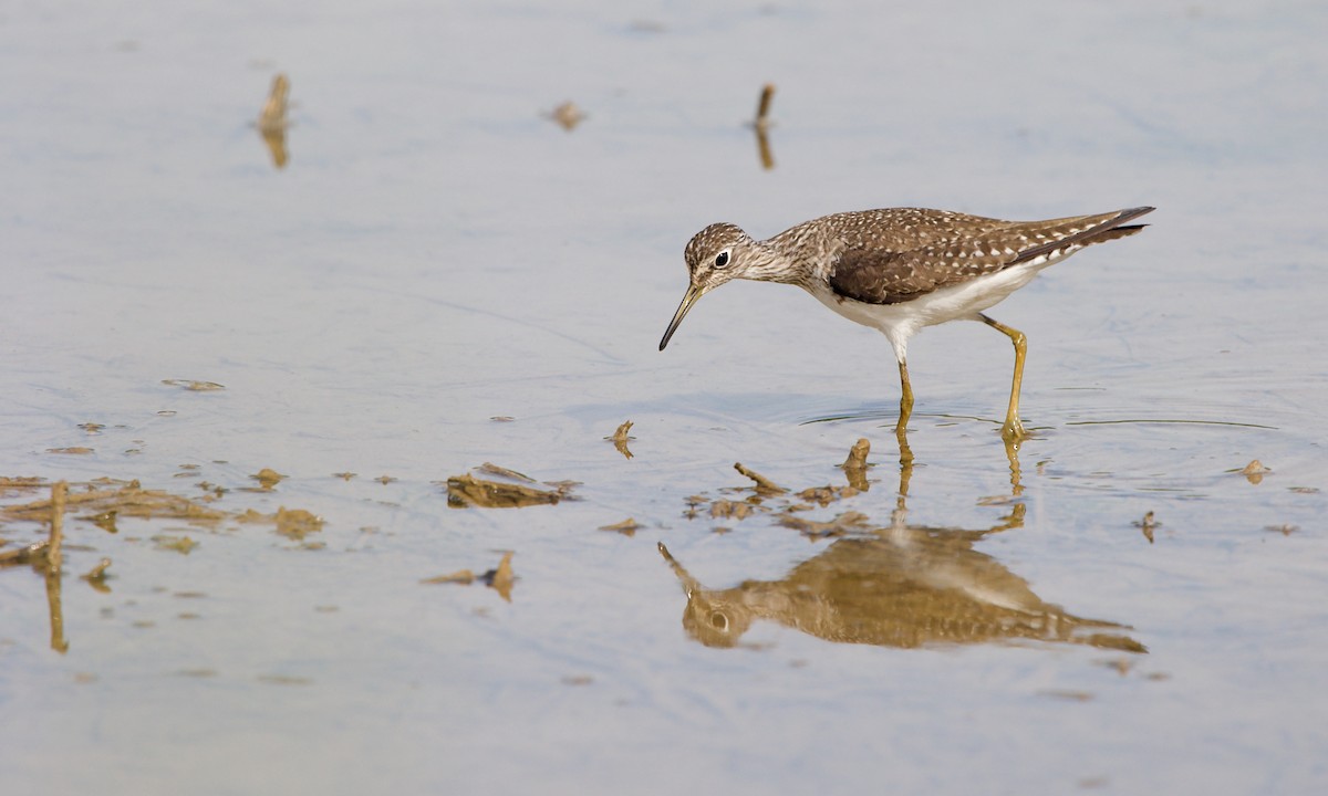 Solitary Sandpiper - ML347384591