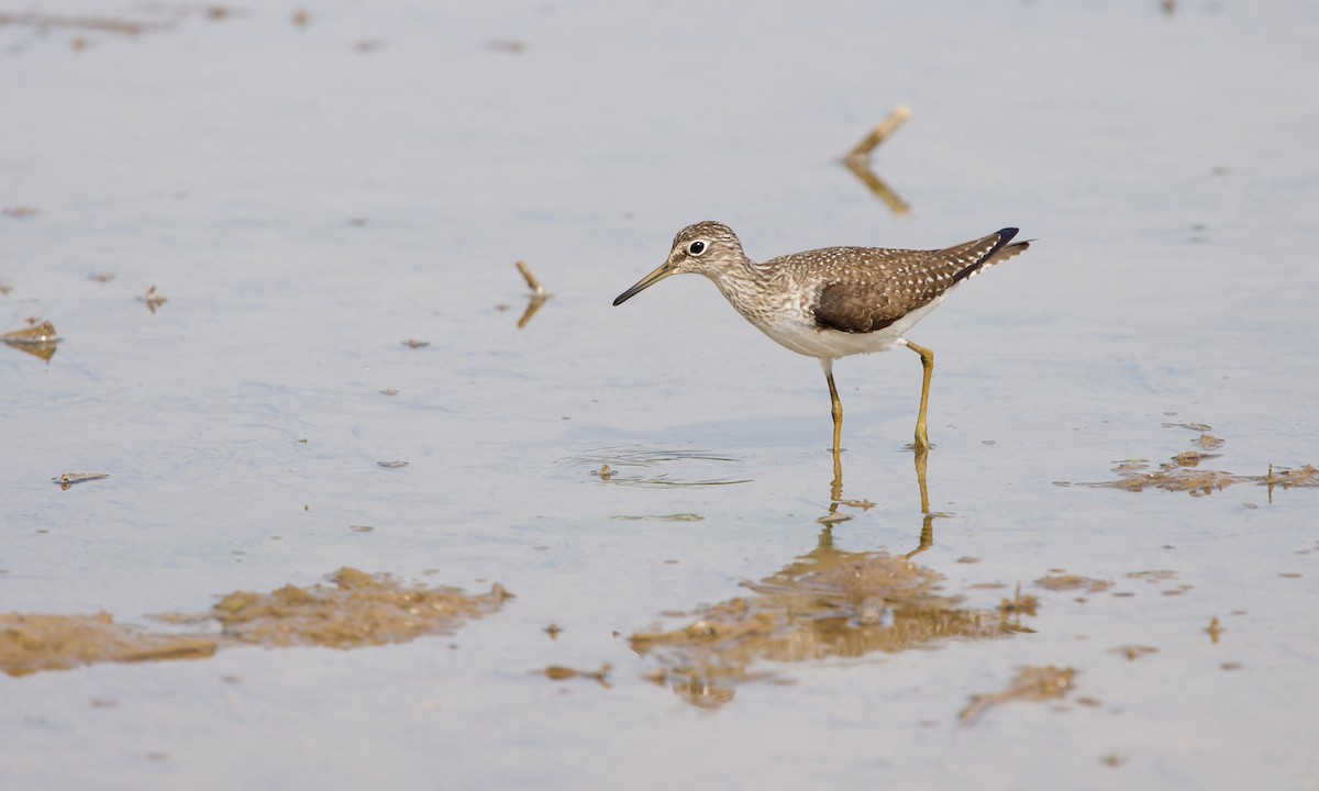Solitary Sandpiper - ML347384611