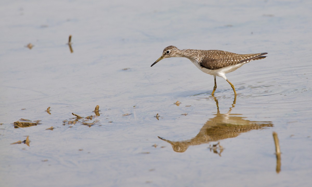 Solitary Sandpiper - ML347384621