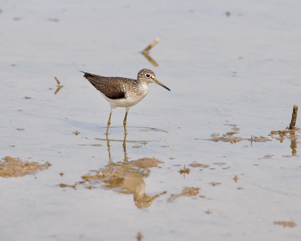 Solitary Sandpiper - ML347384631