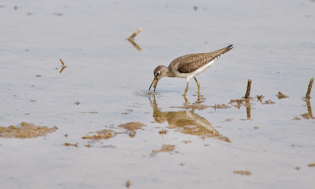 Solitary Sandpiper - ML347384641