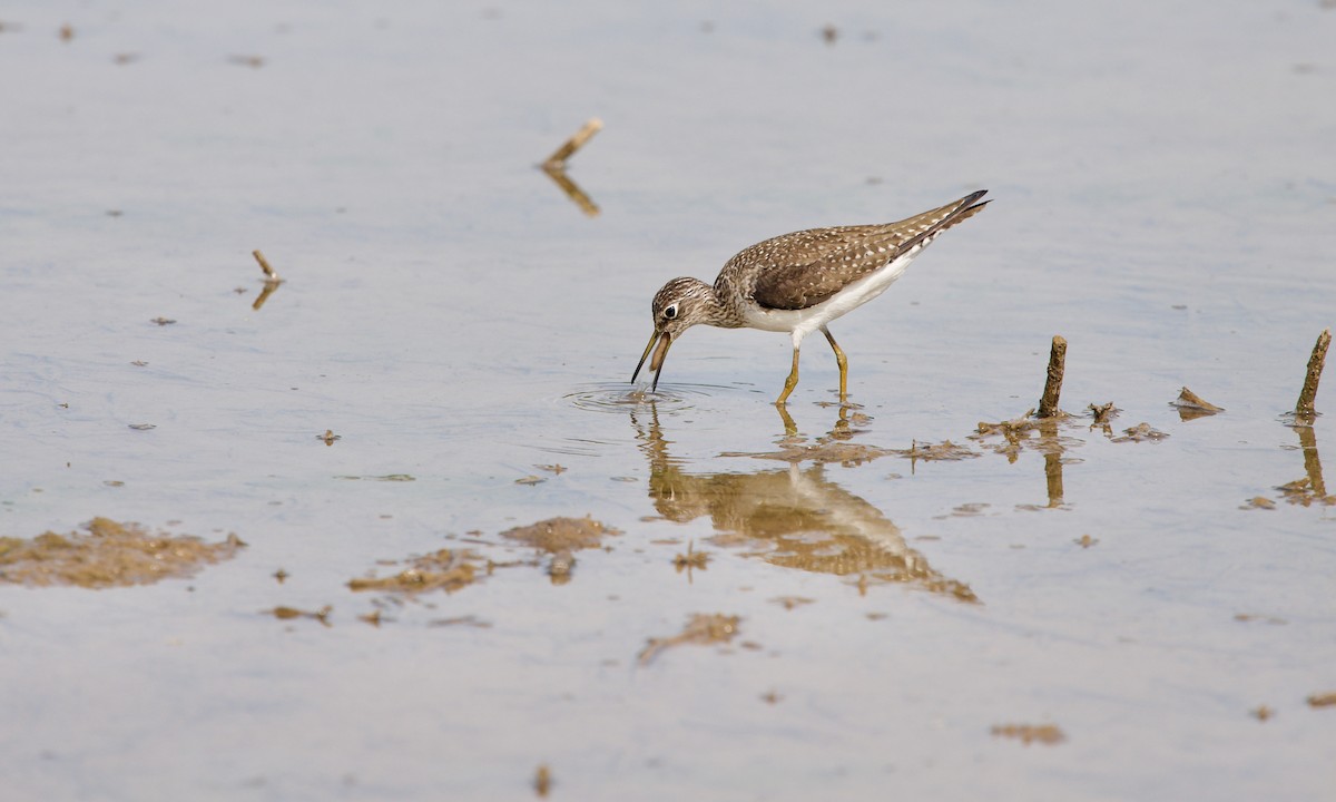 Einsiedelwasserläufer - ML347384641