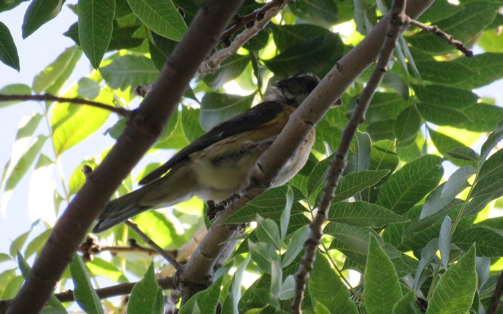 Black-headed Grosbeak - ML34738481