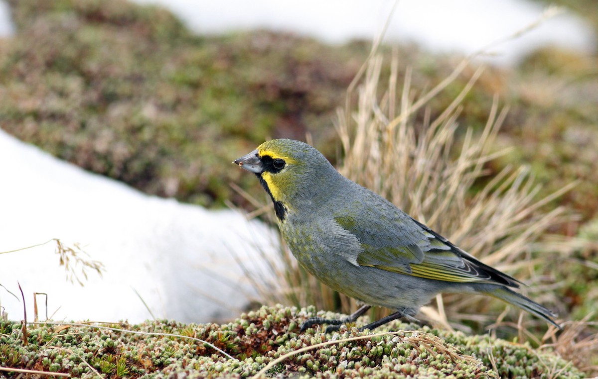 Yellow-bridled Finch - ML34738511