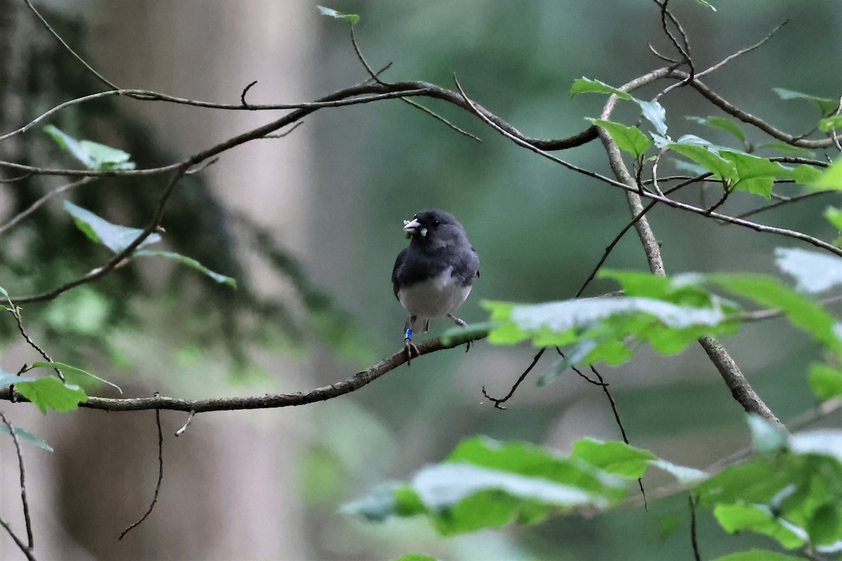 Dark-eyed Junco - ML347385271