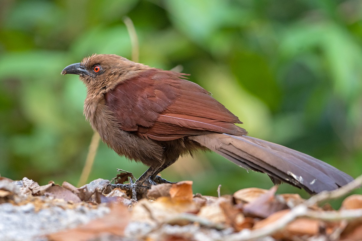 Andaman Coucal - ML347385521