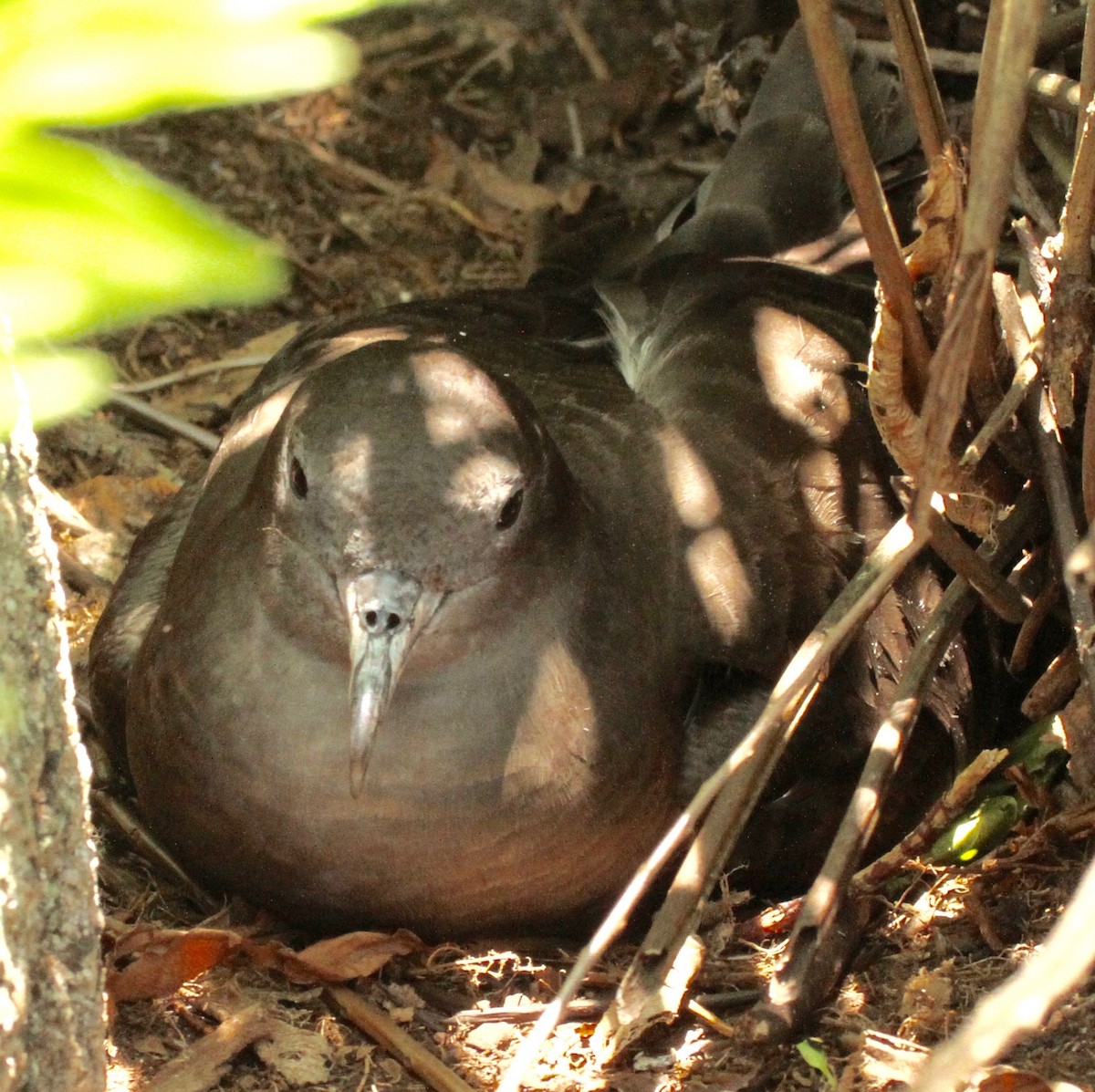 Wedge-tailed Shearwater - Connie Lintz