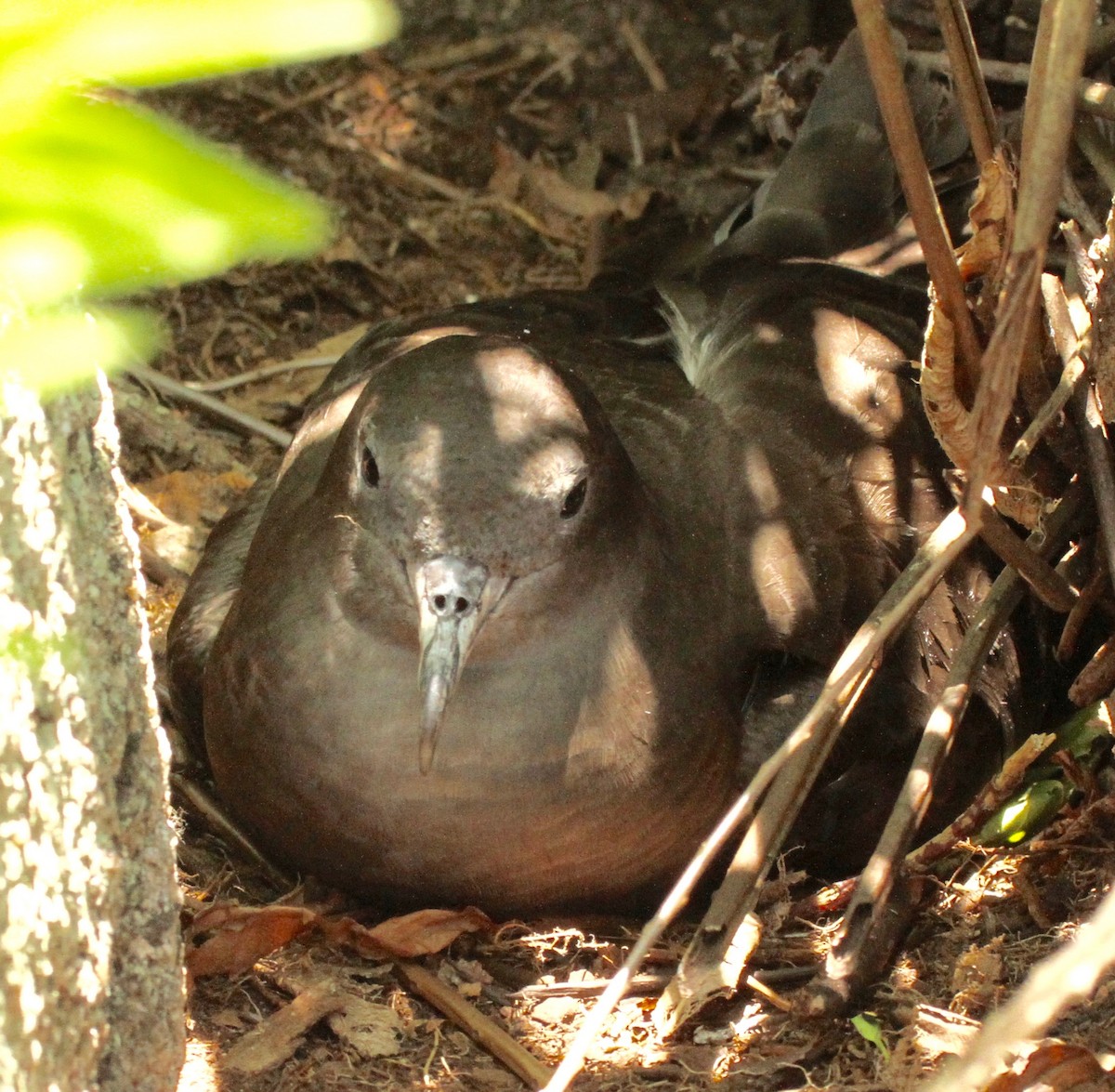 Wedge-tailed Shearwater - Connie Lintz