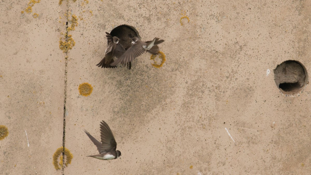 Bank Swallow - Eric van Poppel