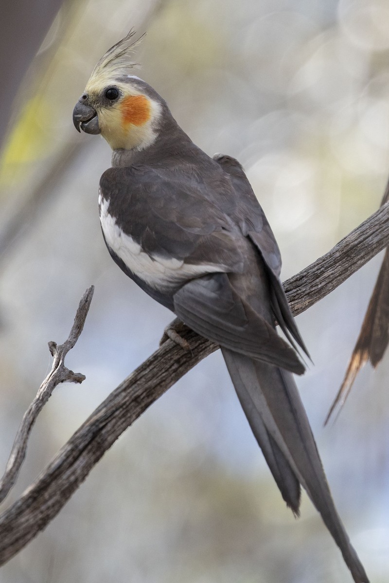 Cockatiel - ML347390001