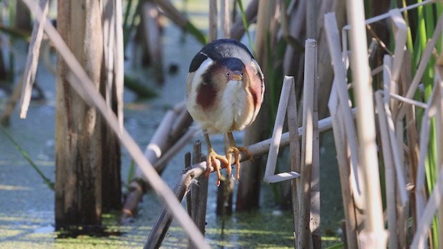 Least Bittern - ML347390891