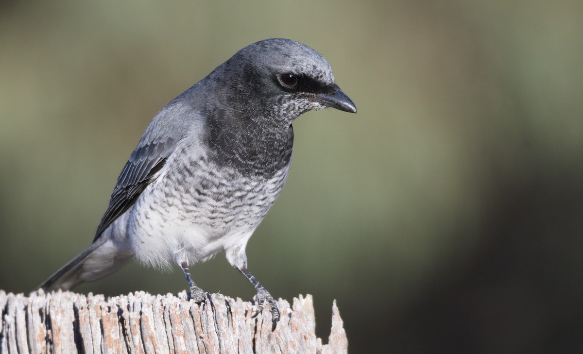 White-bellied Cuckooshrike - ML347394461