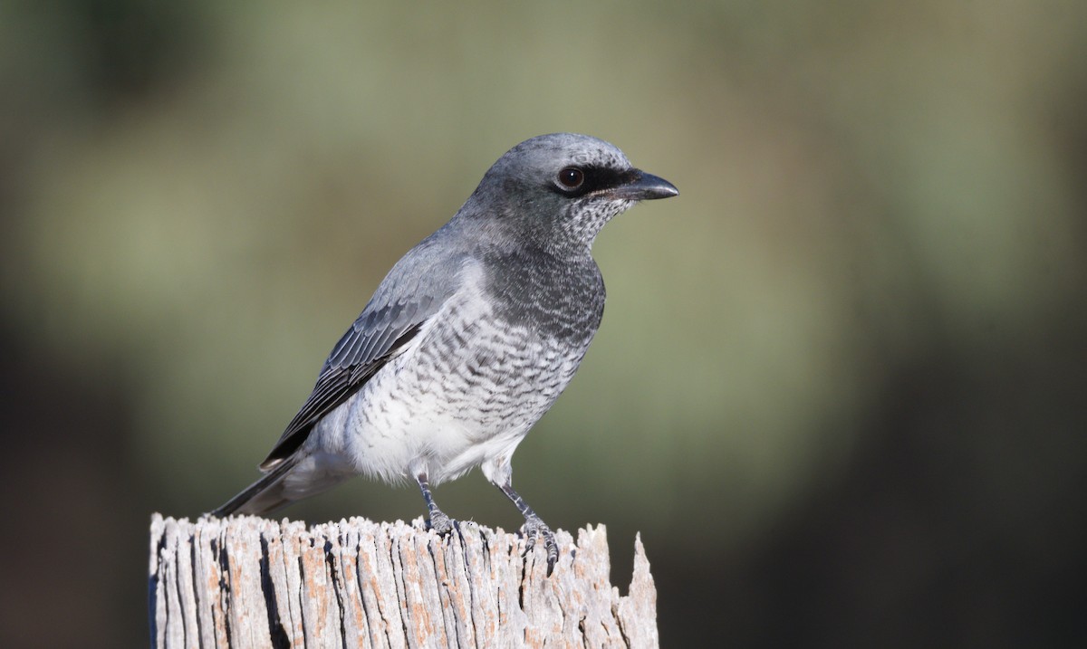 White-bellied Cuckooshrike - ML347394681