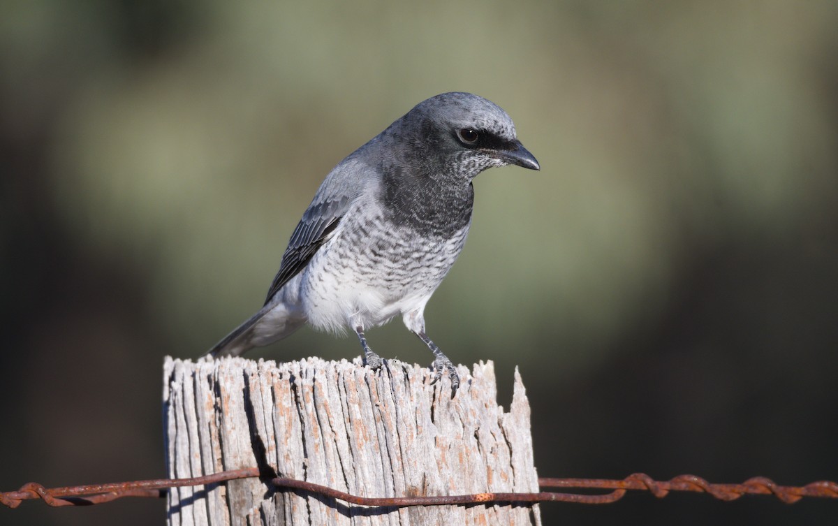 White-bellied Cuckooshrike - ML347394721