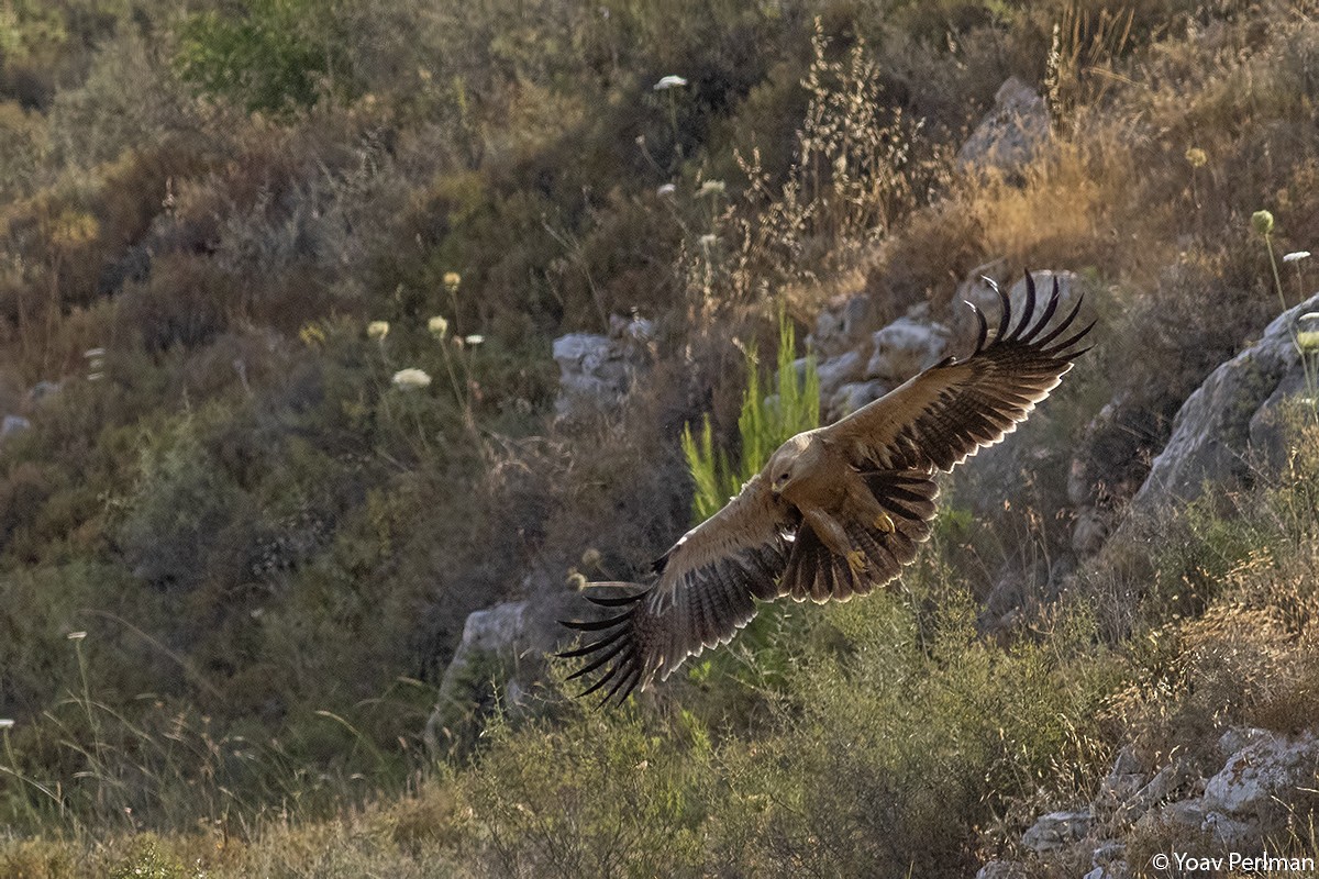 Tawny Eagle - ML347395051