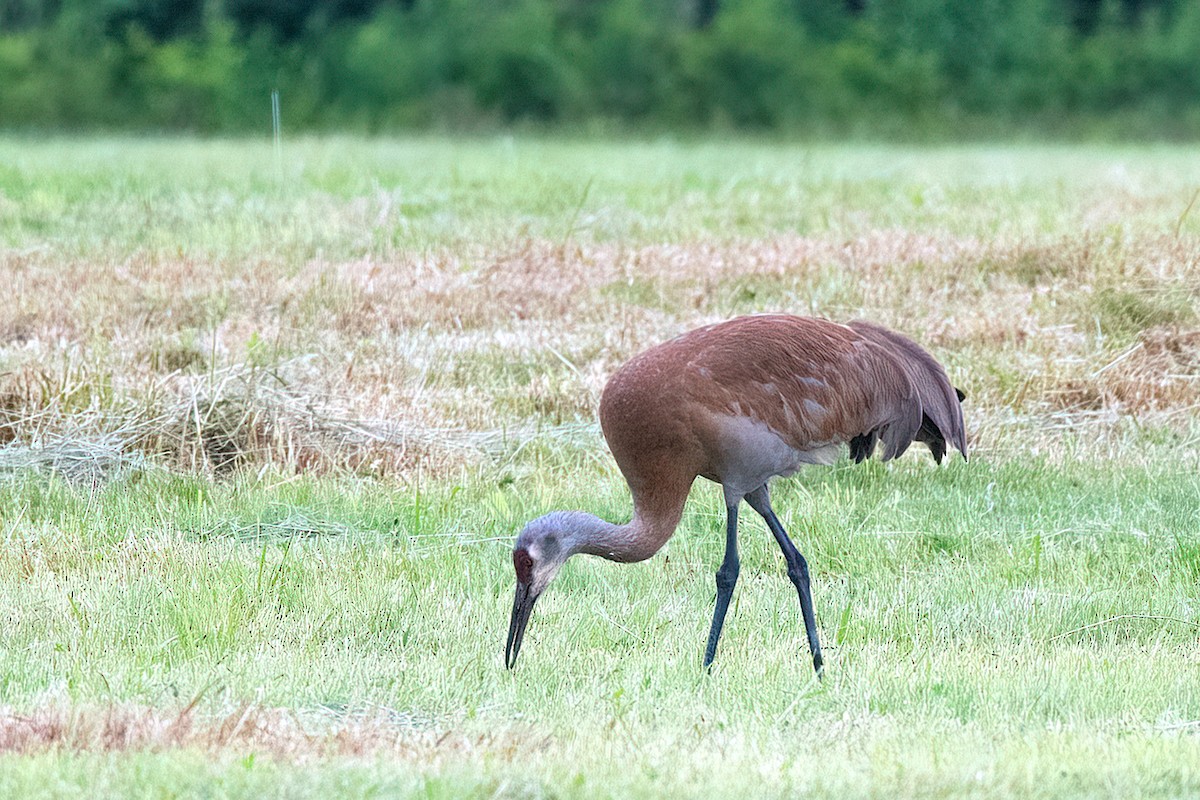 Sandhill Crane - Richard Stern