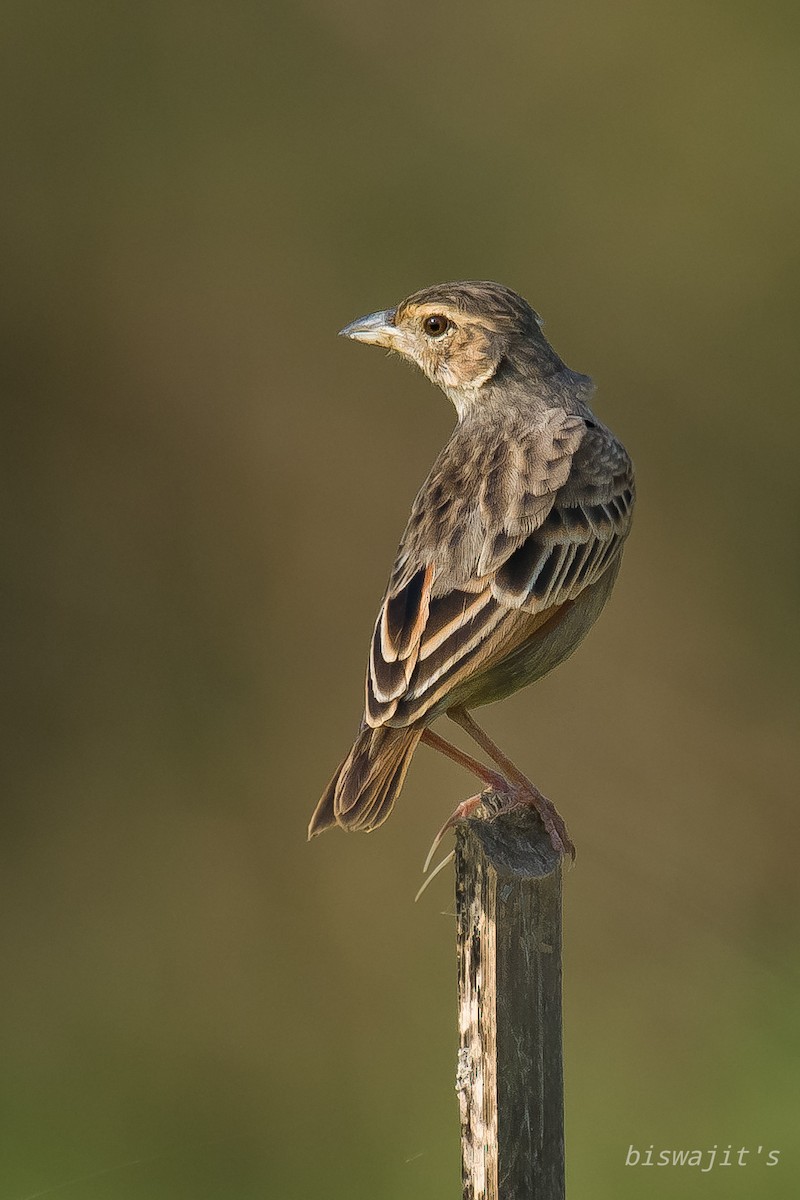 Bengal Bushlark - ML347396821