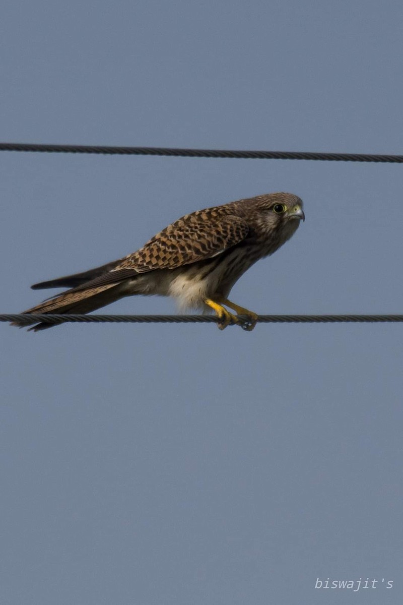 Eurasian Kestrel - ML347396921