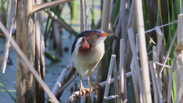 Least Bittern - ML347397801