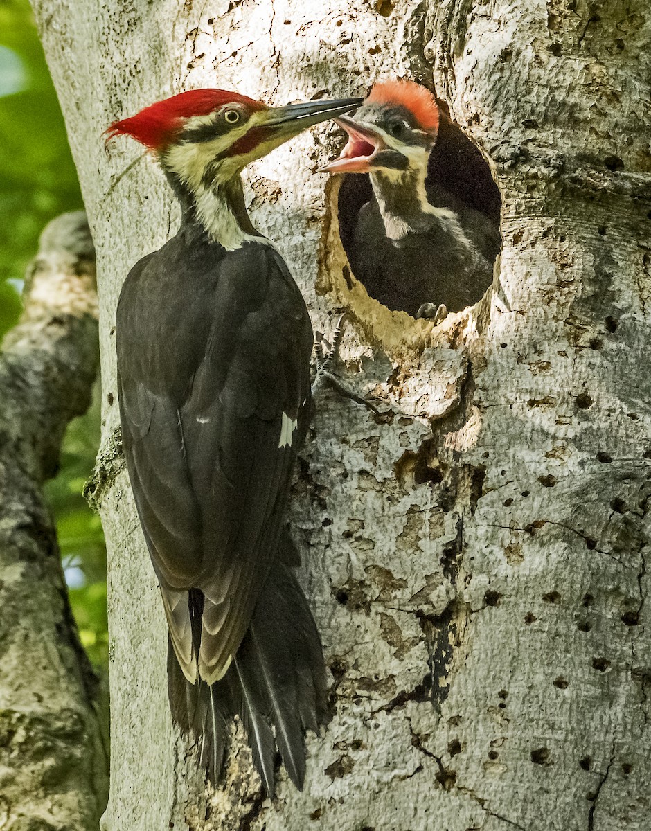 Pileated Woodpecker - Kenneth Czworka