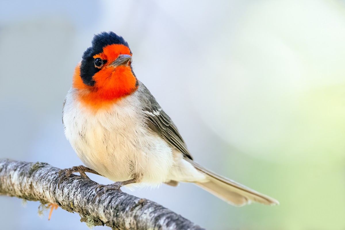 Red-faced Warbler - ML347400711