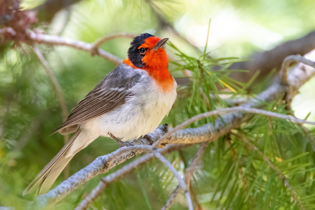 Red-faced Warbler - ML347400731