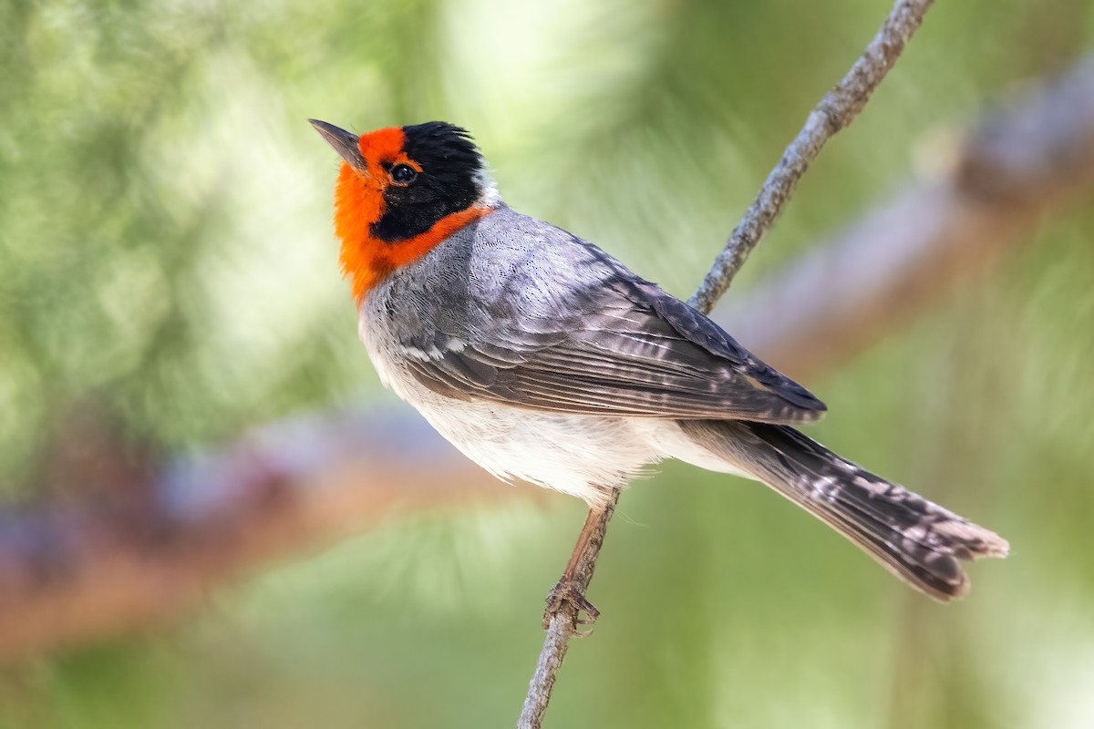 Red-faced Warbler - ML347400811