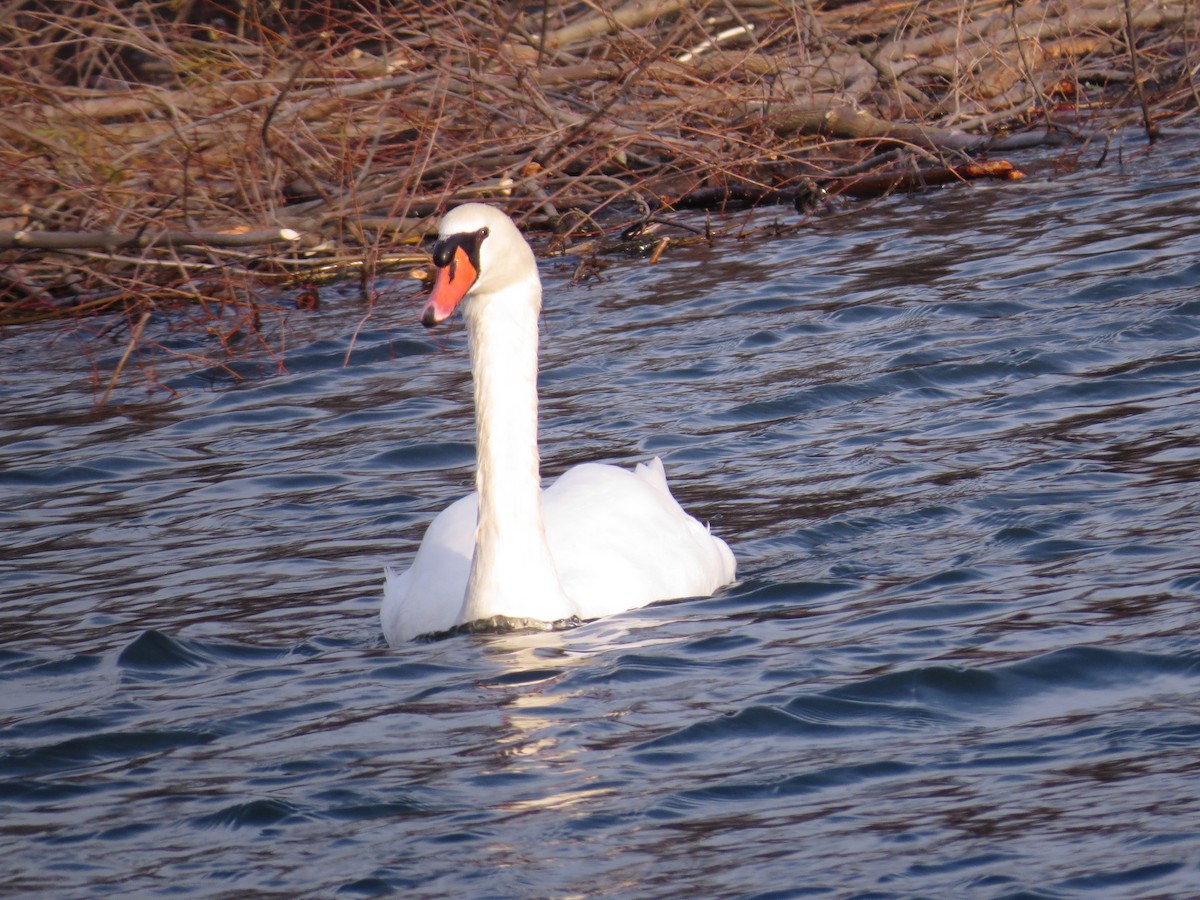 Mute Swan - ML347401321