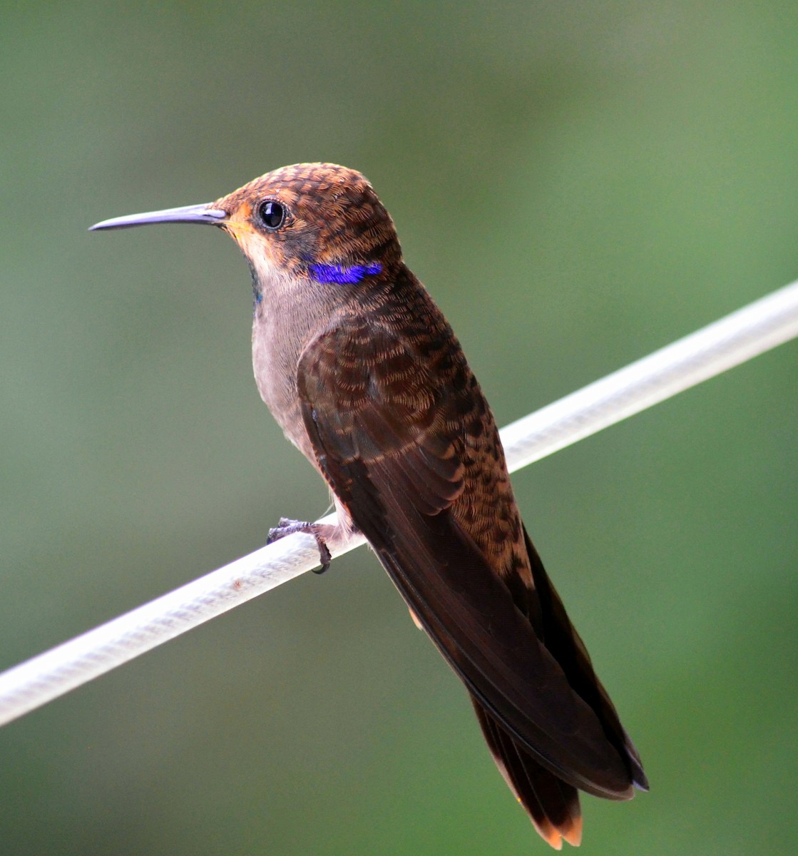 Brown Violetear - ML347401801