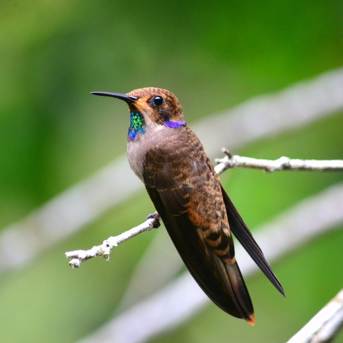 Brown Violetear - ML347401811