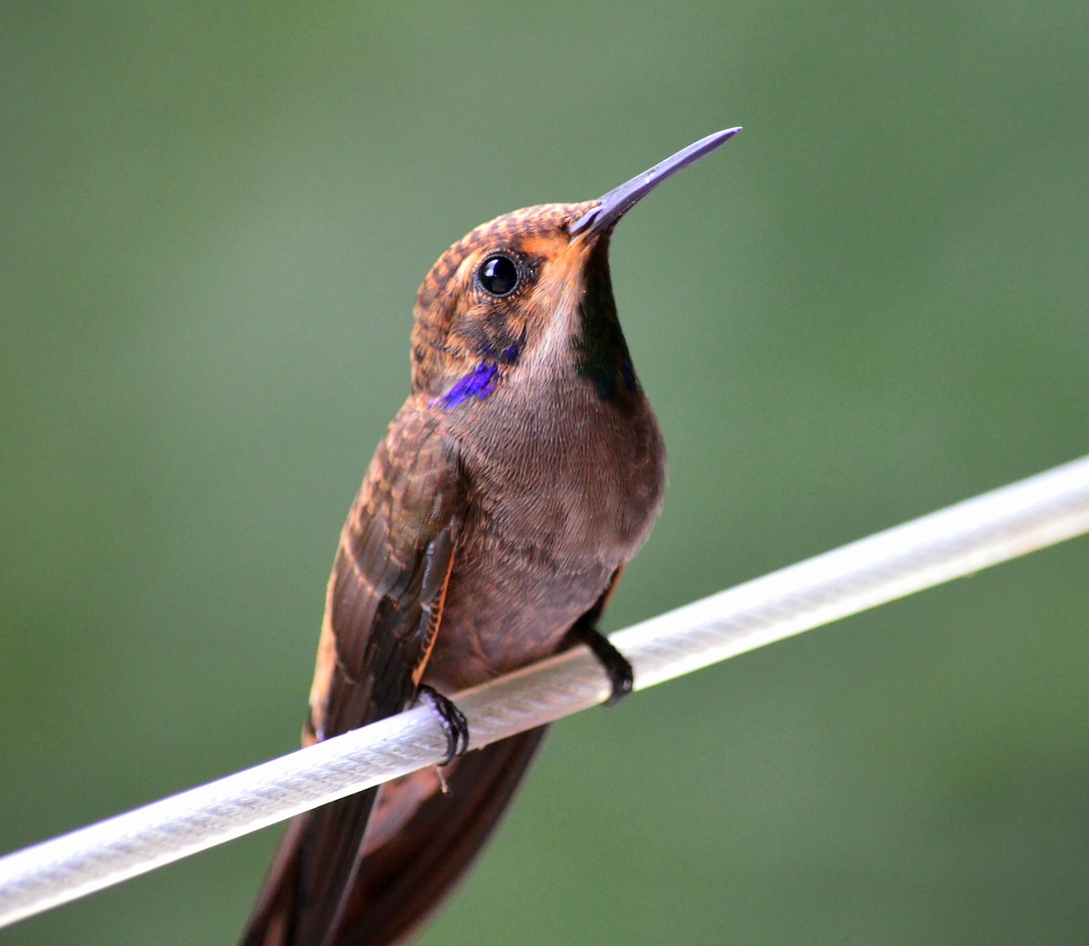 Brown Violetear - ML347401831