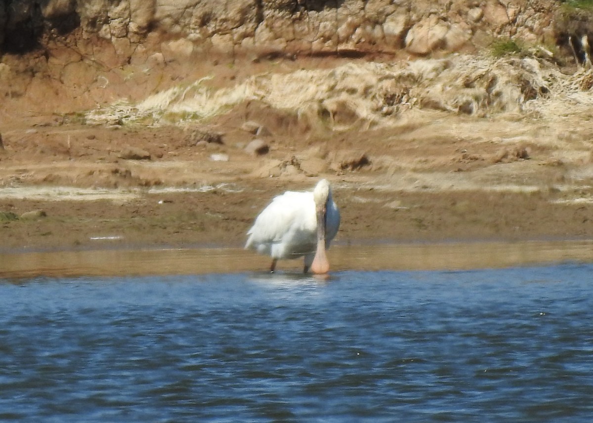 Eurasian Spoonbill - ML347402521