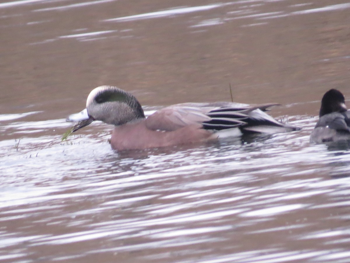 American Wigeon - tom cosburn