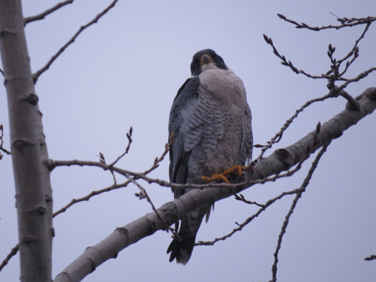 Peregrine Falcon - tom cosburn