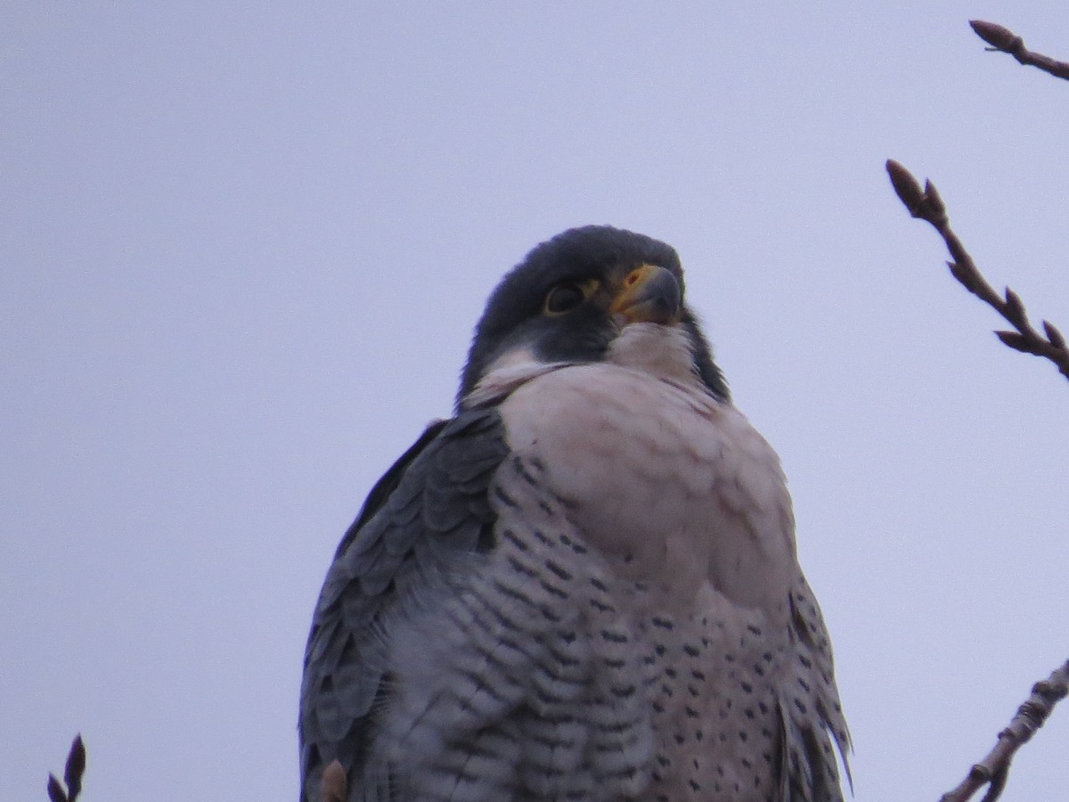 Peregrine Falcon - ML347403361