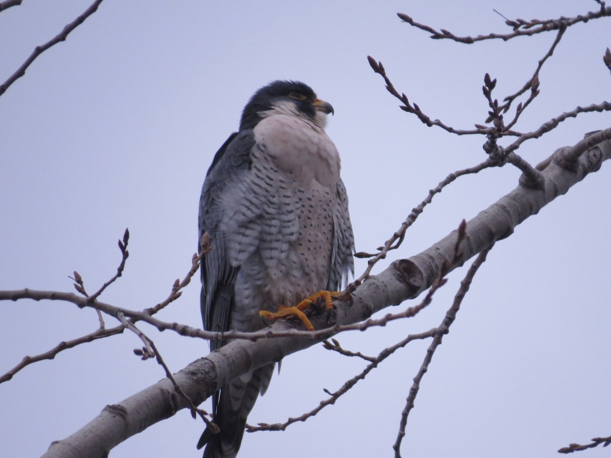 Peregrine Falcon - tom cosburn