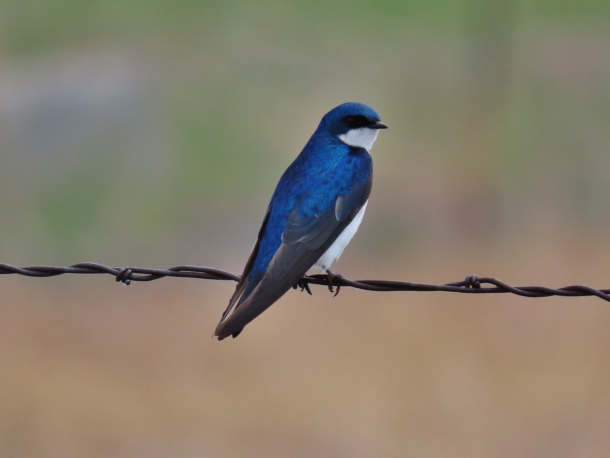 Tree Swallow - ML347403741