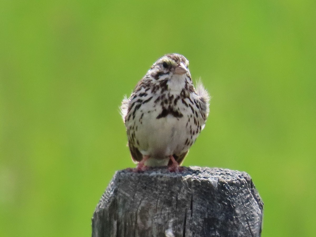 Savannah Sparrow - ML347403751