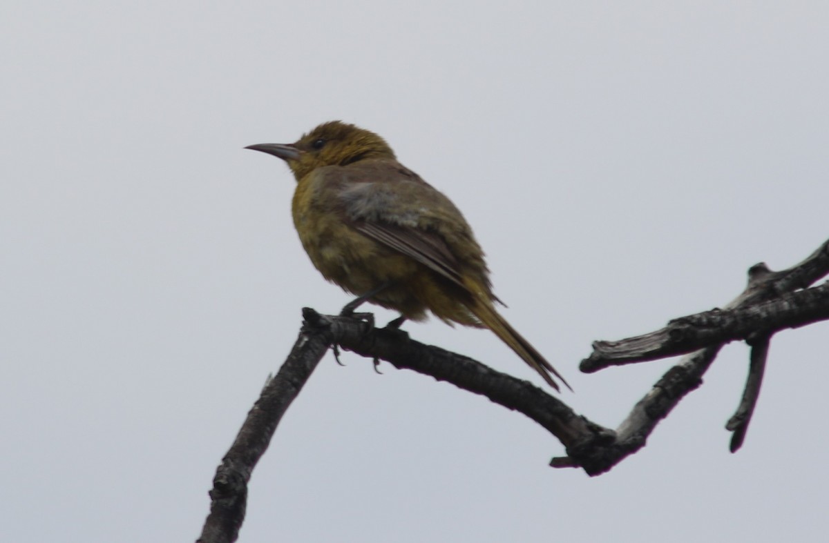 Hooded Oriole - ML34740721