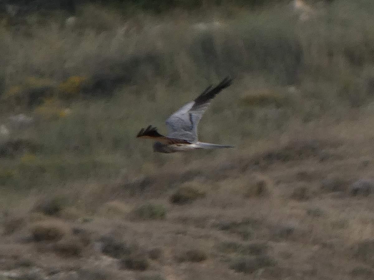 Montagu's Harrier - Jose Lopez