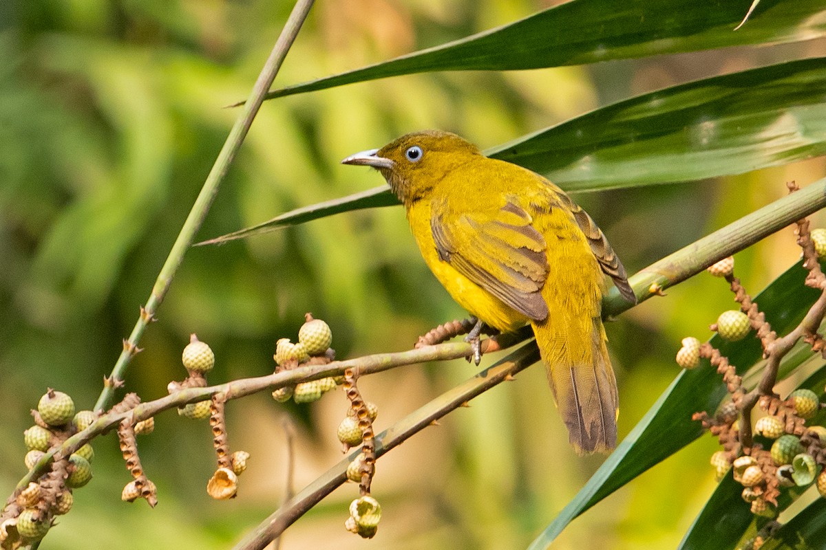 Andaman Bulbul - Yash Kothiala