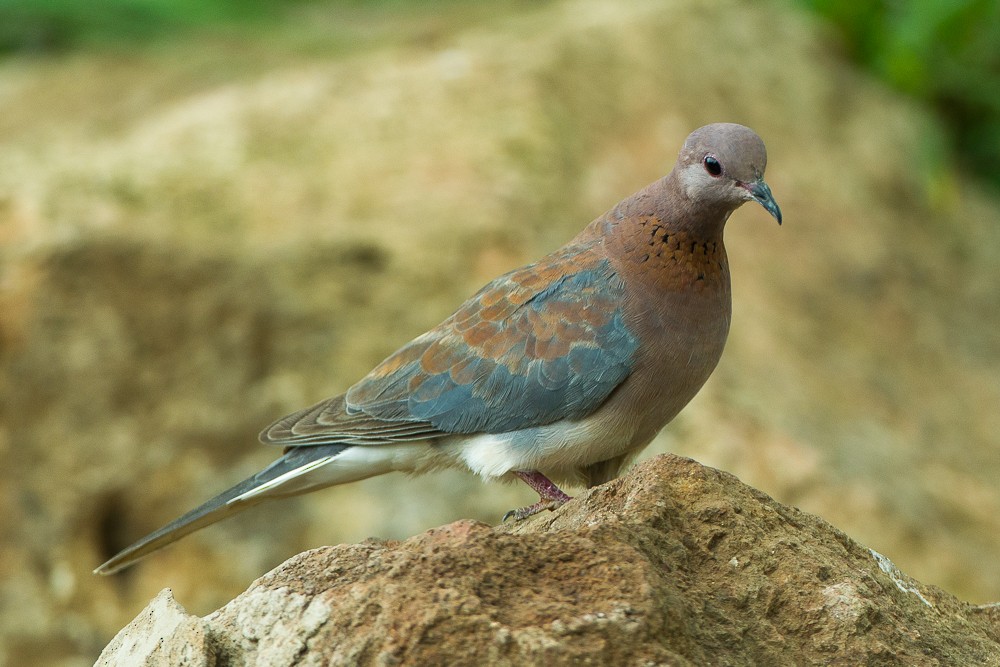 Laughing Dove - ML347409461