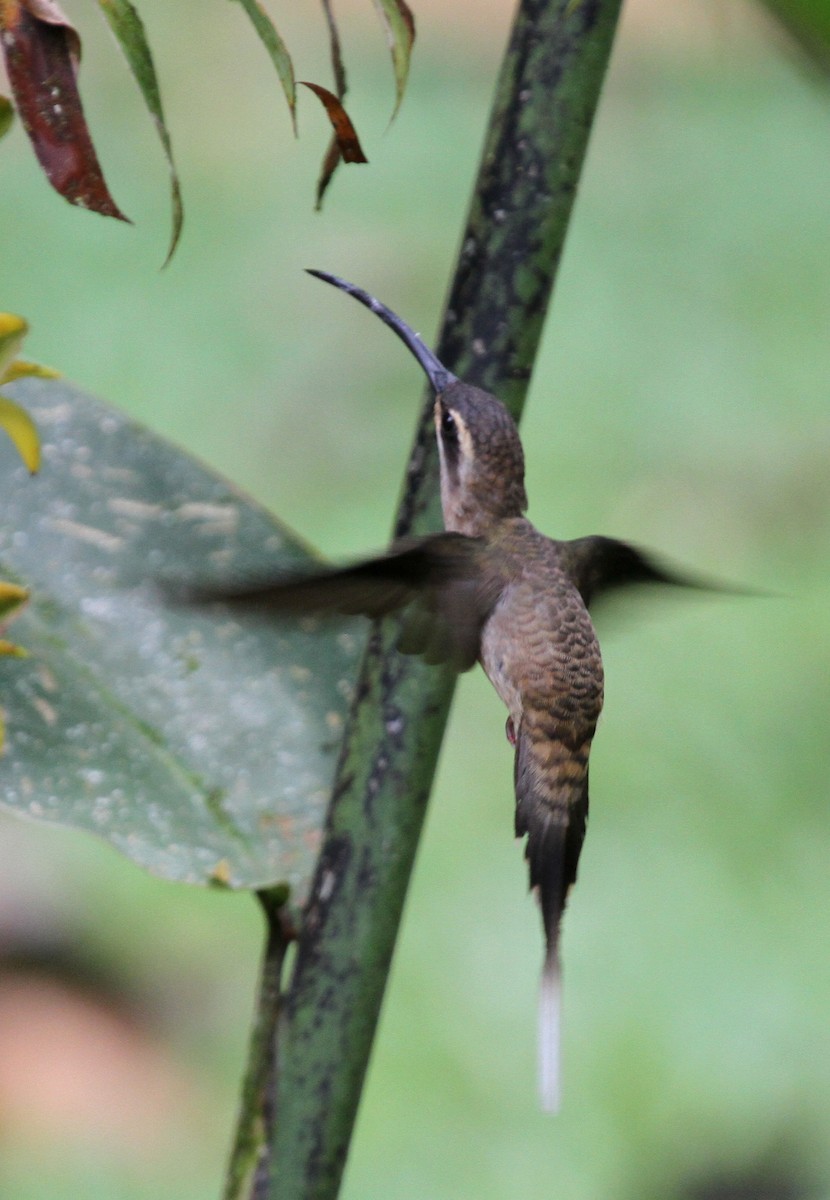 Длинноклювый колибри-отшельник - ML34741371