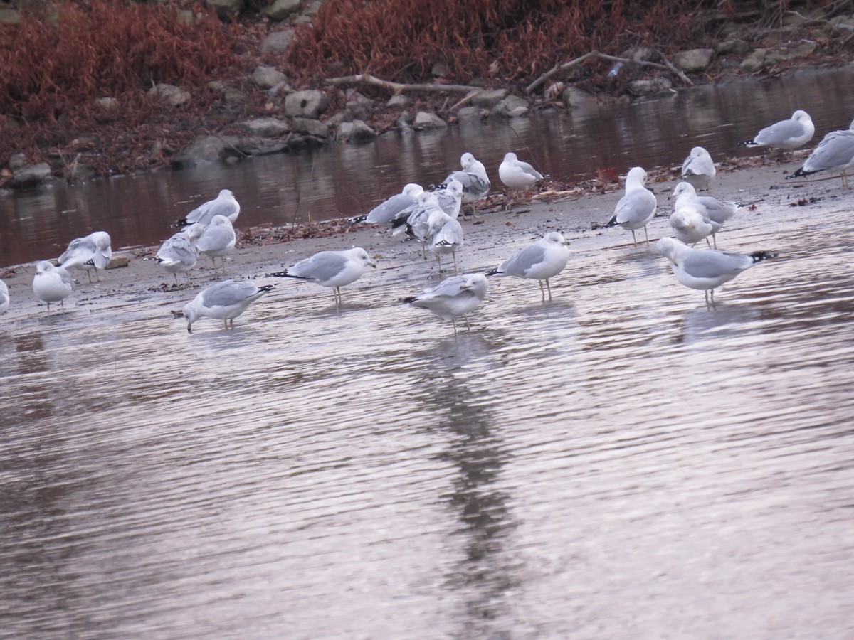 Ring-billed Gull - ML347414101