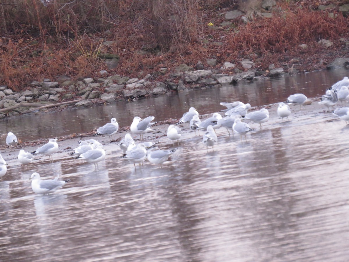 Ring-billed Gull - ML347414261