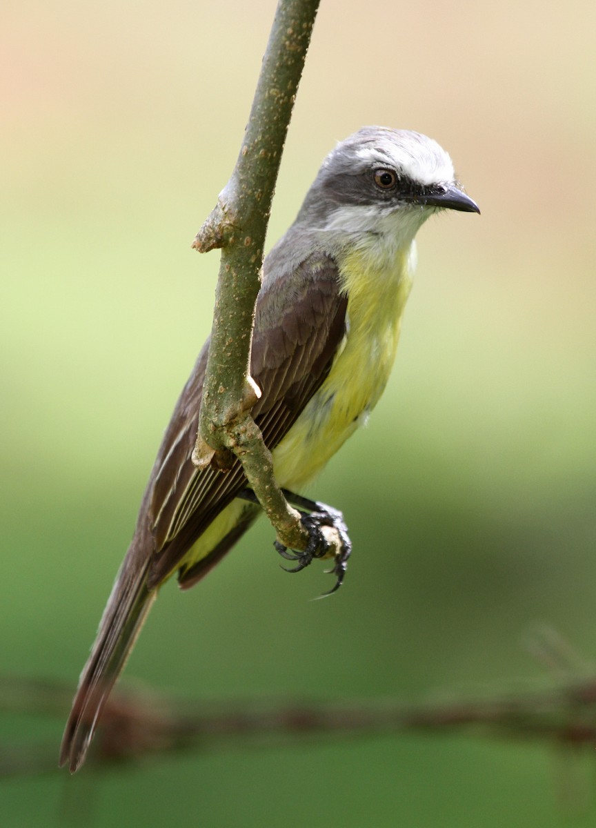 Gray-capped Flycatcher - ML34741491